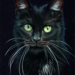 Black Cat Drawing Fine Art