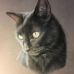 Black Cat Drawing Image