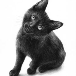 Black Cat Drawing Modern Sketch