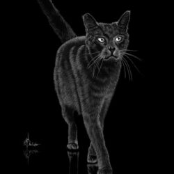 Black Cat Drawing Unique Art