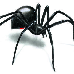 Black Widow Spider Drawing Amazing Sketch