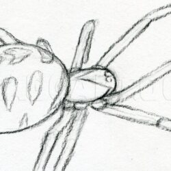 Black Widow Spider Drawing Art