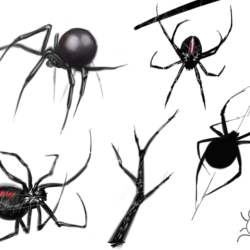 Black Widow Spider Drawing Artistic Sketching