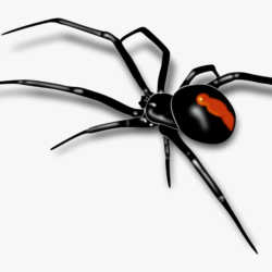 Black Widow Spider Drawing Creative Style