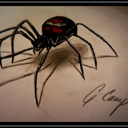 Black Widow Spider Drawing Detailed Sketch