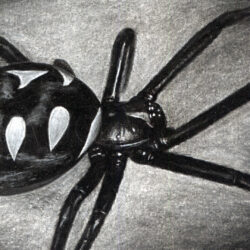 Black Widow Spider Drawing Fine Art