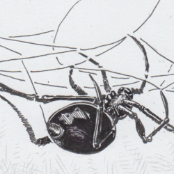 Black Widow Spider Drawing Hand Drawn Sketch