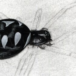 Black Widow Spider Drawing Image