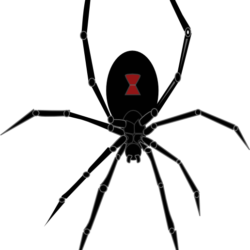 Black Widow Spider Drawing Photo