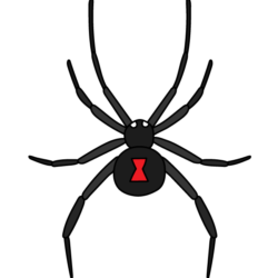 Black Widow Spider Drawing Picture