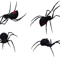 Black Widow Spider Drawing Professional Artwork