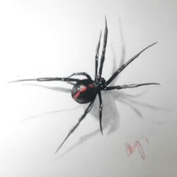 Black Widow Spider Drawing Sketch