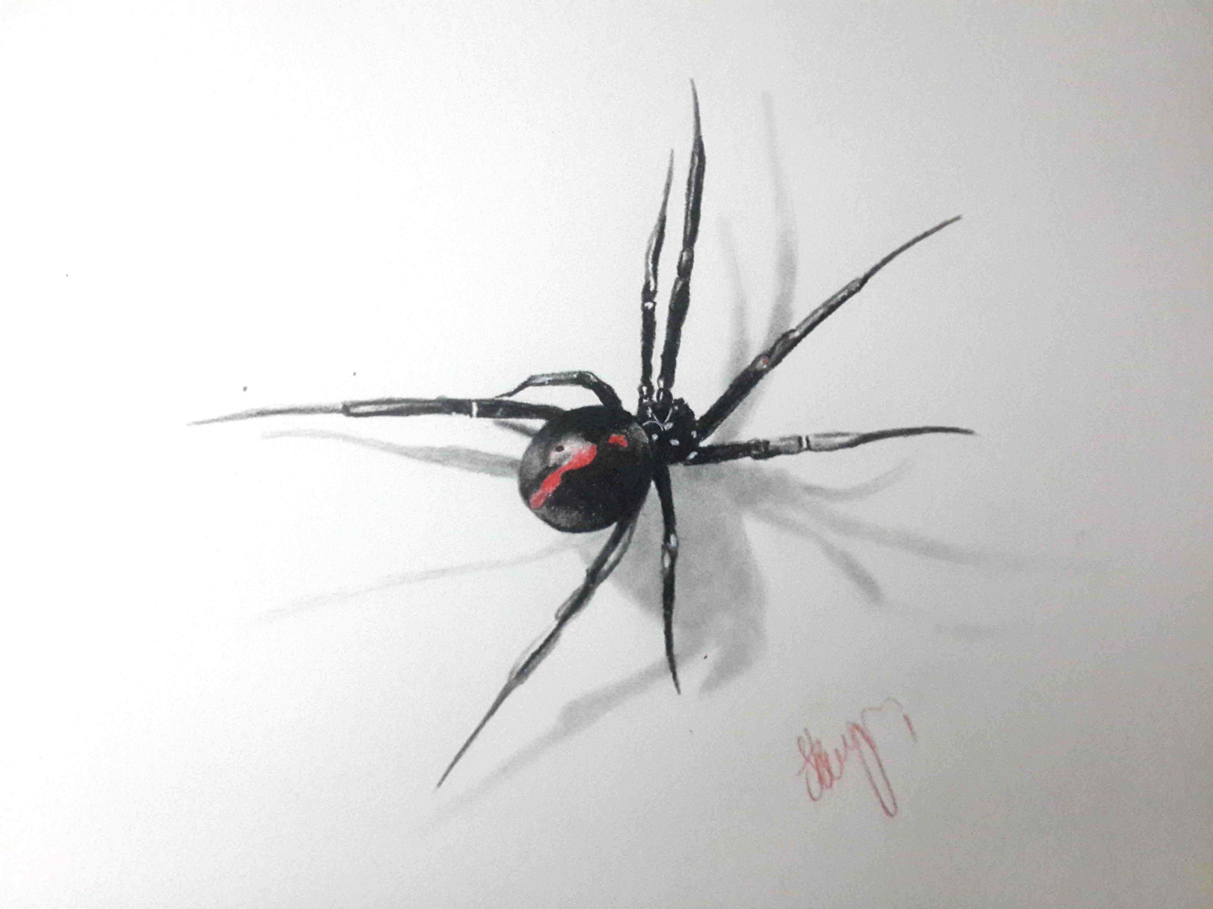 Black Widow Spider Drawing Sketch
