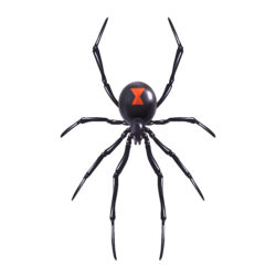 Black Widow Spider Drawing Stunning Sketch