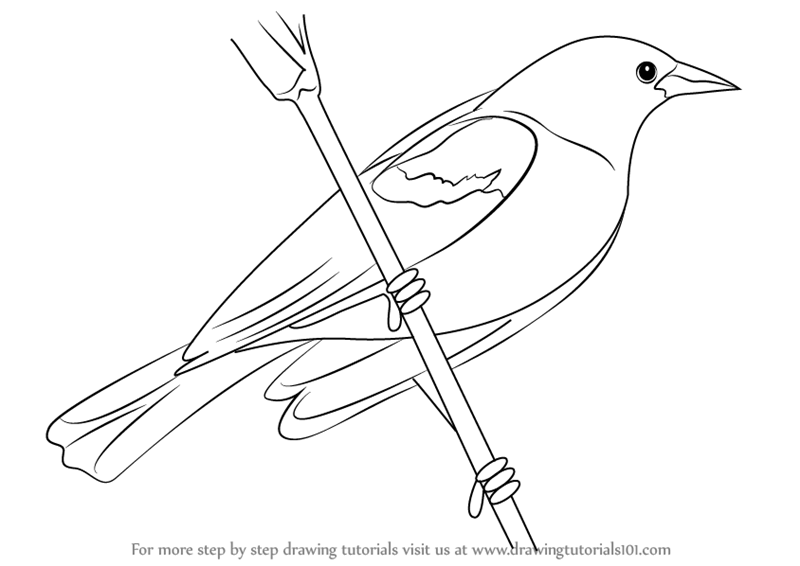 Blackbird Drawing Amazing Sketch