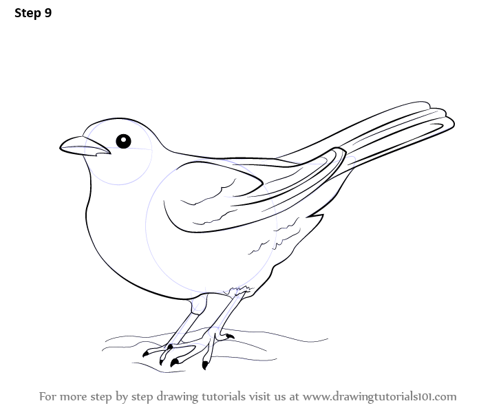 Blackbird Drawing Art