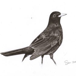 Blackbird Drawing Artistic Sketching