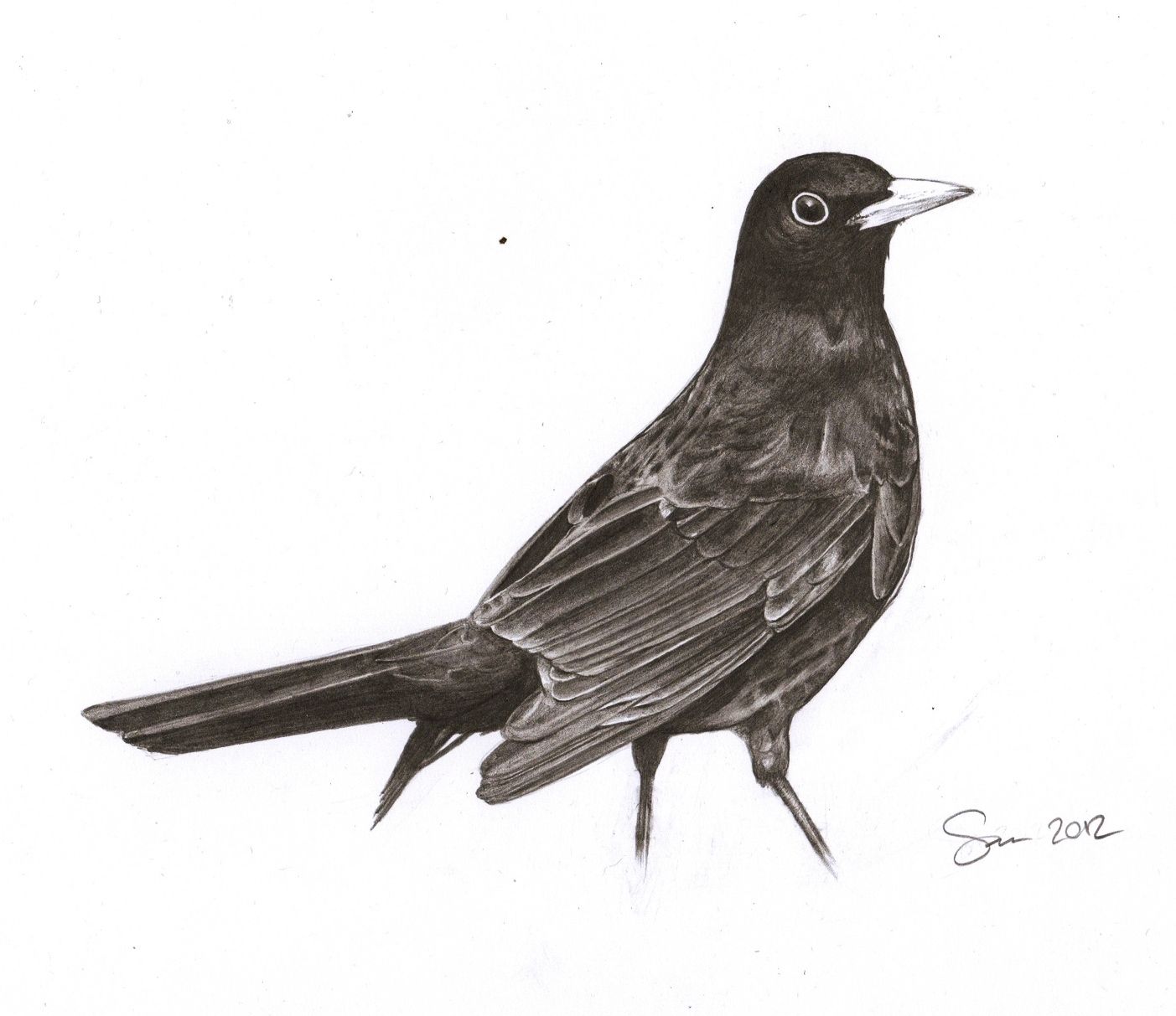 Blackbird Drawing Artistic Sketching