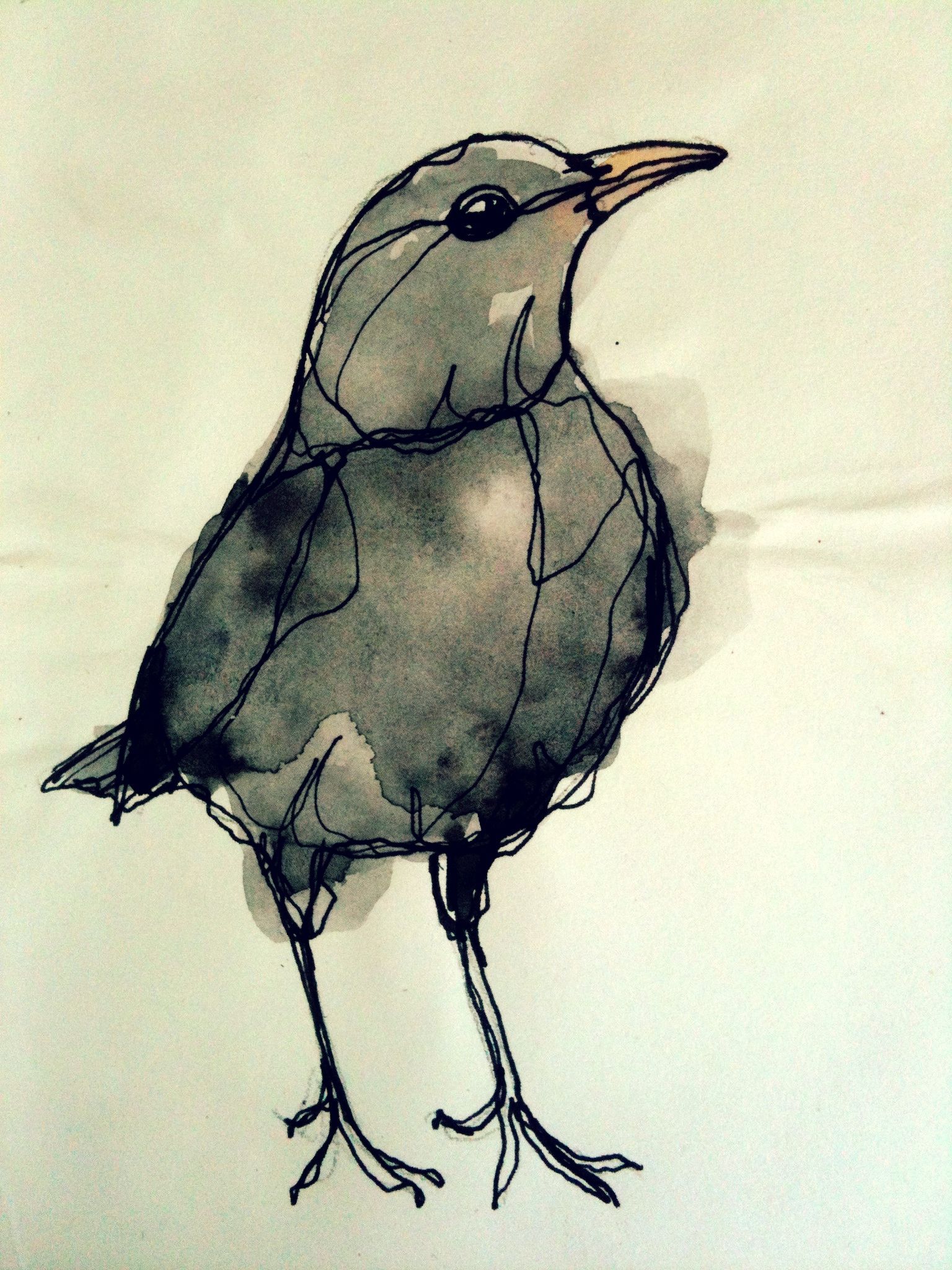 Blackbird Drawing Creative Style