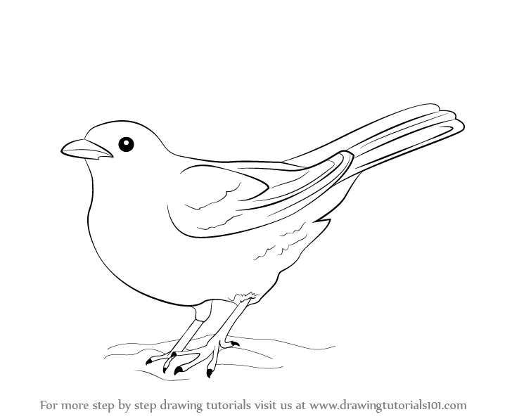 Blackbird Drawing Detailed Sketch