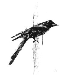 Blackbird Drawing Fine Art