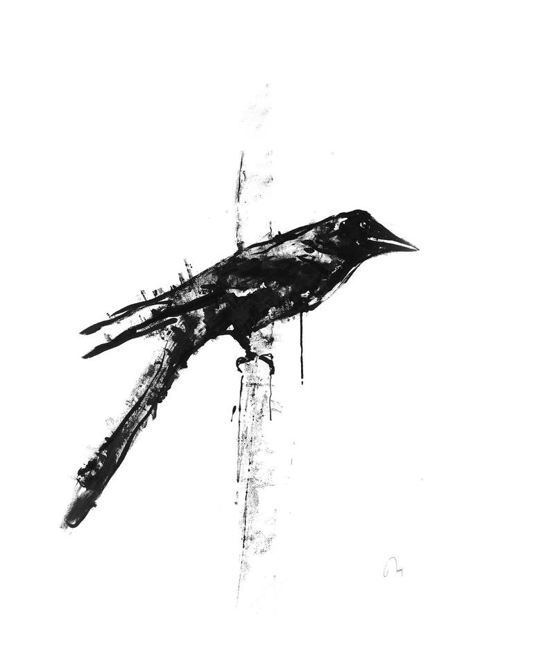 Blackbird Drawing Fine Art