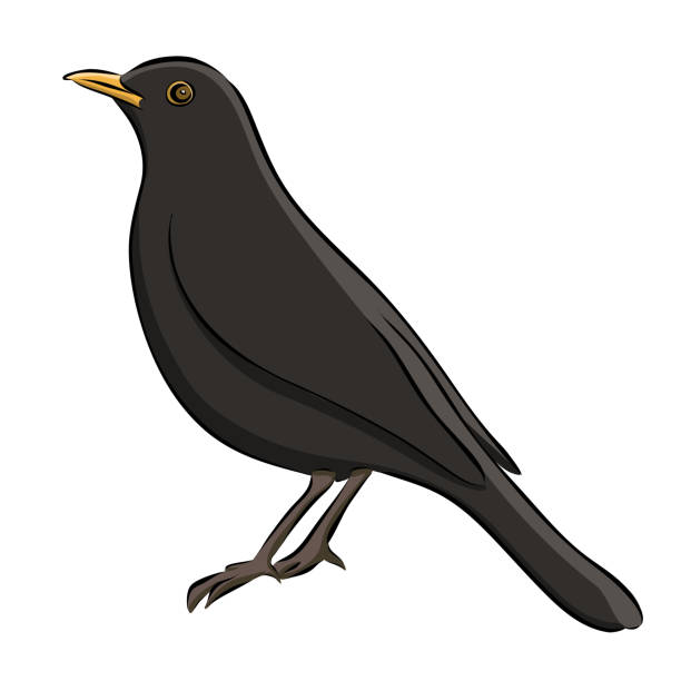 Blackbird Drawing Hand drawn Sketch