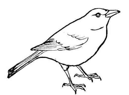 Blackbird Drawing Hand drawn