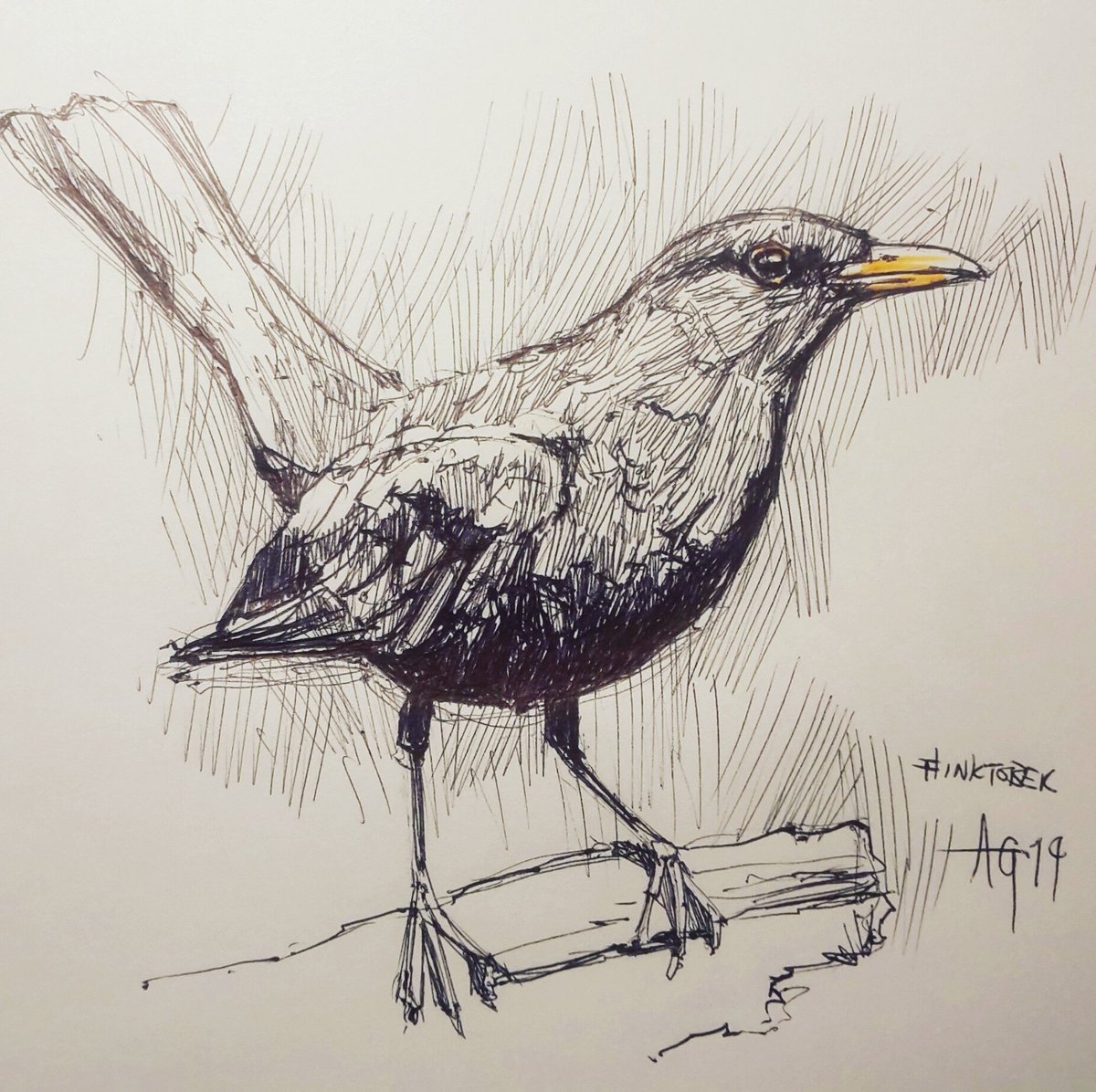 Blackbird Drawing Image