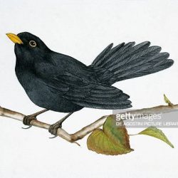 Blackbird Drawing Modern Sketch