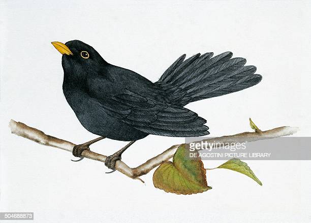 Blackbird Drawing Modern Sketch