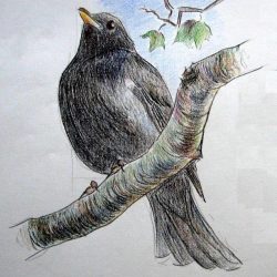 Blackbird Drawing Picture