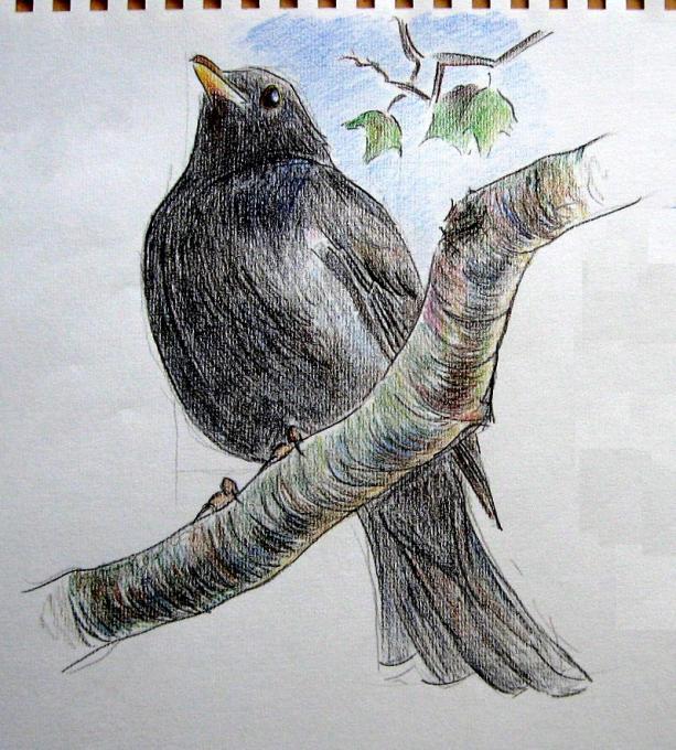 Blackbird Drawing Picture