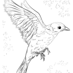 Blue Bird Drawing Amazing Sketch