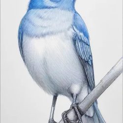 Blue Bird Drawing Art Sketch Image