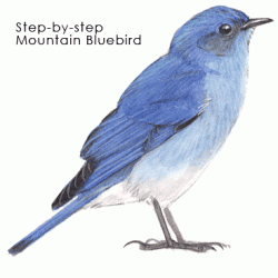 Blue Bird Drawing Artistic Sketching