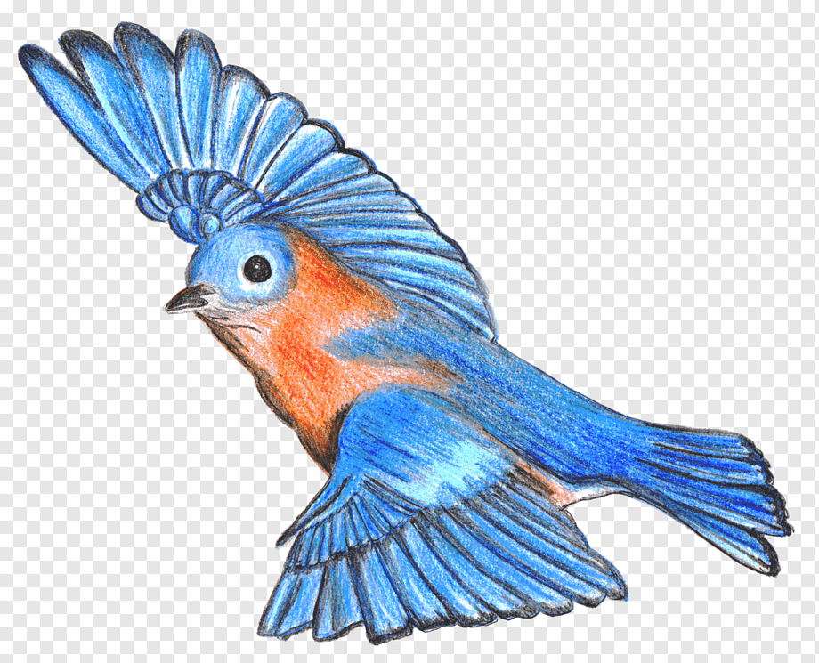 Blue Bird Drawing Hand drawn Sketch