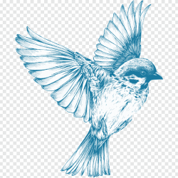 Blue Bird Drawing Realistic Sketch