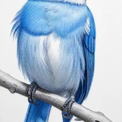 Blue Bird Drawing Sketch Photo