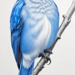 Blue Bird Drawing Sketch Picture