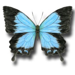 Blue Butterfly Drawing Creative Style