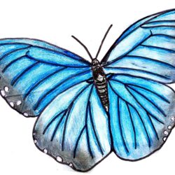 Blue Butterfly Drawing Hand Drawn