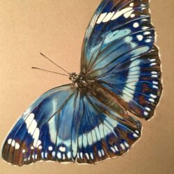 Blue Butterfly Drawing Modern Sketch