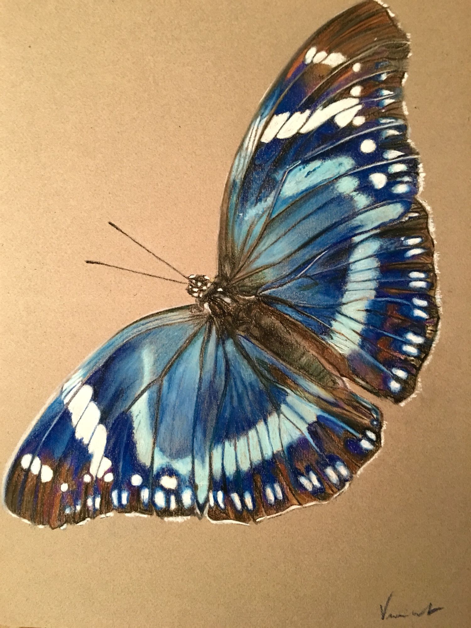 Blue Butterfly Drawing Modern Sketch