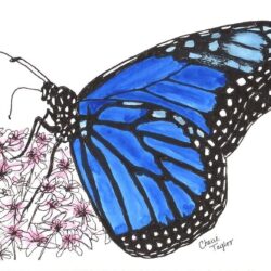 Blue Butterfly Drawing Realistic Sketch