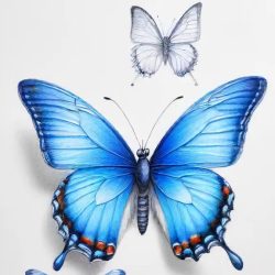 Blue Butterfly Drawing Sketch Photo