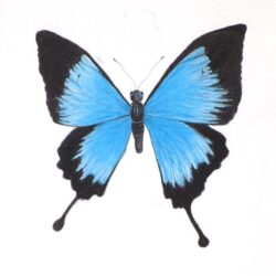 Blue Butterfly Drawing Stunning Sketch