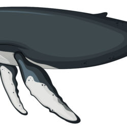 Blue Whale Drawing