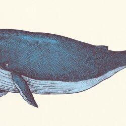 Blue Whale Drawing Amazing Sketch
