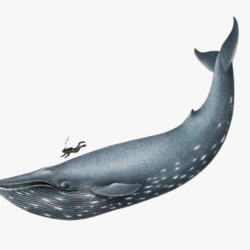 Blue Whale Drawing Artistic Sketching